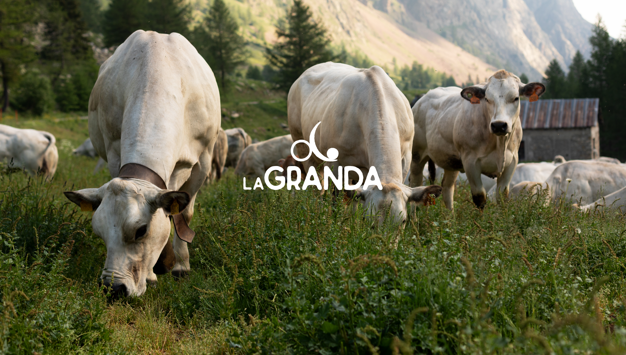 La Granda | Razza Bovina Piemontese
