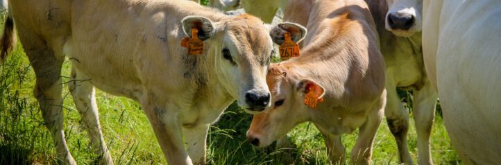 Benessere animale