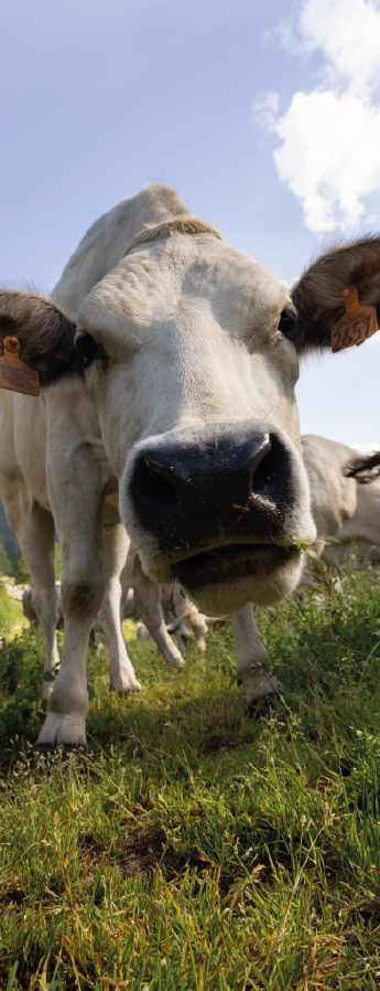 La Granda LA RAZZA PIEMONTESE